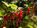 Ribes rubrum IMG_0229 Porzeczka czerwona